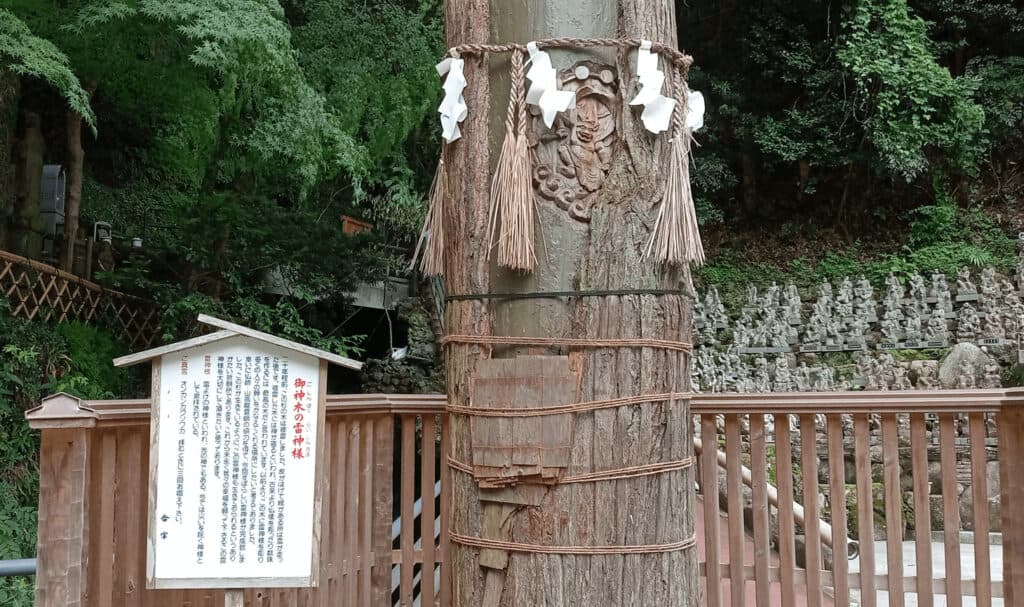 Lightning-struck sacred cedar